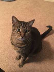 Lost Cat