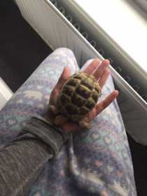 Lost Tortoise
