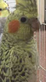 Lost Cockatiel