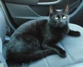 Lost Cat