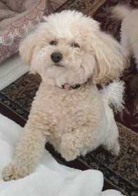 Lost Dog