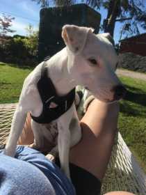 Lost Dog
