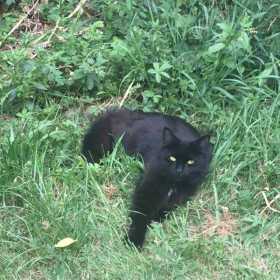 Lost Cat