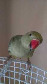 Lost Indian Ringneck Parakeet