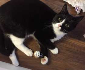 Lost Cat