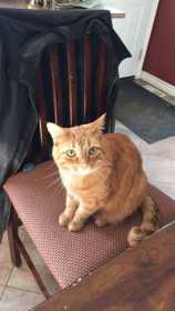 Lost Cat
