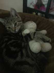 Lost Cat