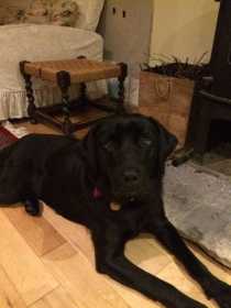 Lost Dog