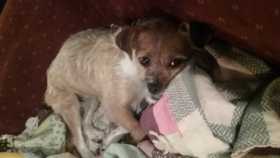 Lost Dog
