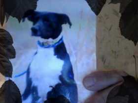Lost Dog