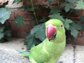 Lost Indian Ringneck Parakeet