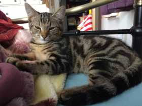 Lost Cat