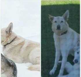 Lost Dog