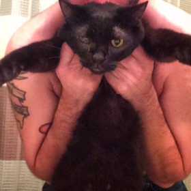 Lost Cat