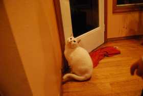 Lost Cat