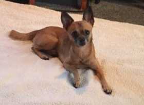 Lost Dog
