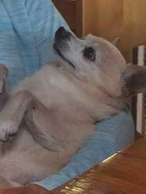 Lost Dog