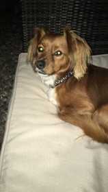 Lost Dog