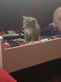 Lost Cat