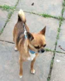 Lost Dog