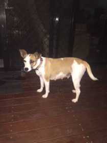 Lost Dog