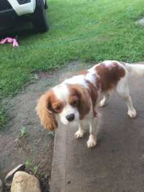 Lost Dog