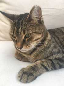 Lost Cat