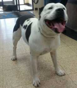 Lost Dog