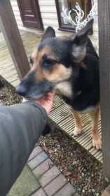 Lost Dog