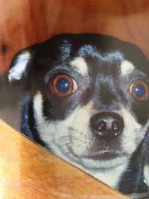 Lost Dog