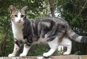 Lost Cat