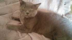 Lost Cat