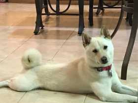 Lost Dog