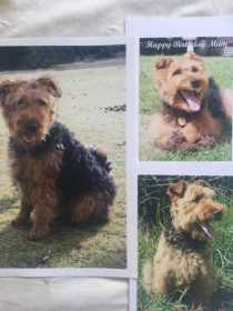Lost Dog