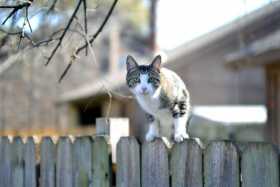 Lost Cat