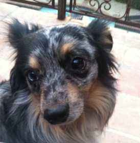 Lost Dog