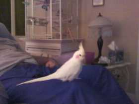 Lost Cockatiel