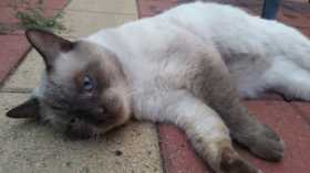 Lost Cat
