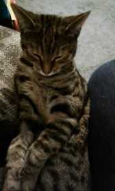 Lost Cat
