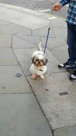 Lost Dog