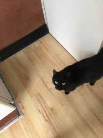 Lost Cat