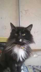 Lost Cat