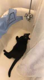 Lost Cat