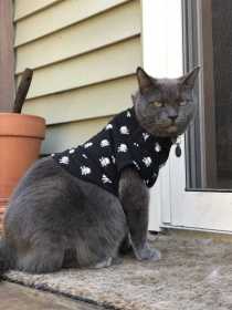 Lost Cat