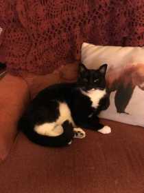 Lost Cat