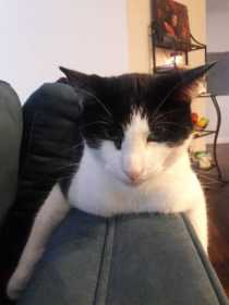 Lost Cat