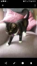 Lost Cat