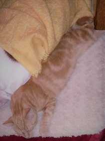 Lost Cat