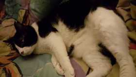Lost Cat