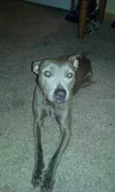 Lost Dog